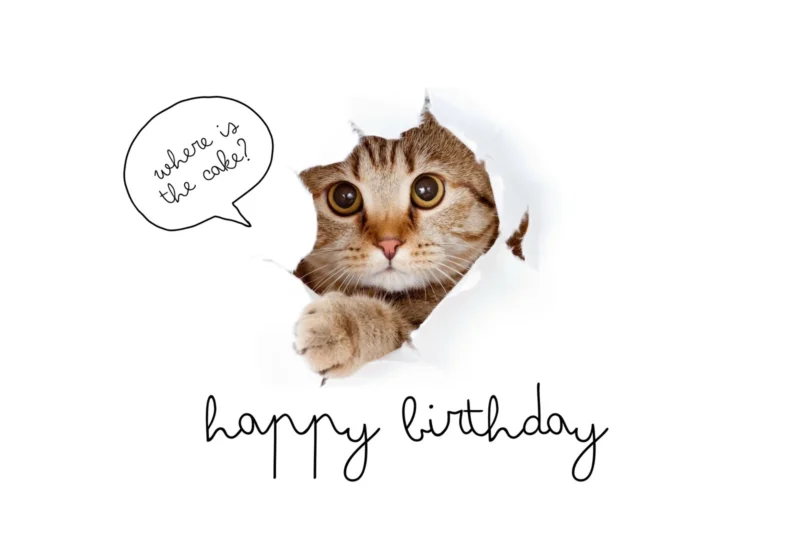 Free Printable Funny Birthday Certificates
